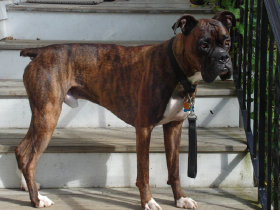 theboxerrescuehomepage041005.jpg