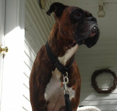 theboxerrescuehomepage041006.jpg
