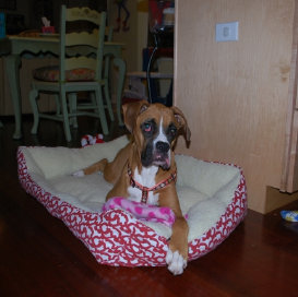 theboxerrescuehomepage047004.jpg