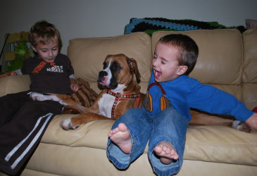 theboxerrescuehomepage048003.jpg