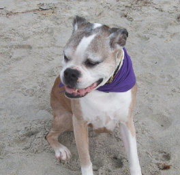 theboxerrescuehomepage079003.jpg