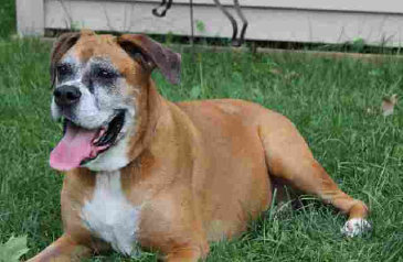 theboxerrescuehomepage104025.jpg
