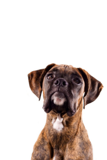 theboxerrescuehomepage107022.jpg