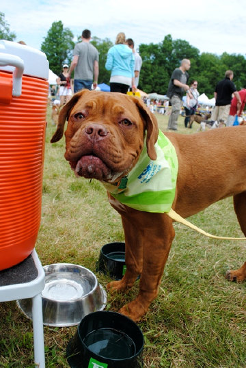 theboxerrescuehomepage108024.jpg