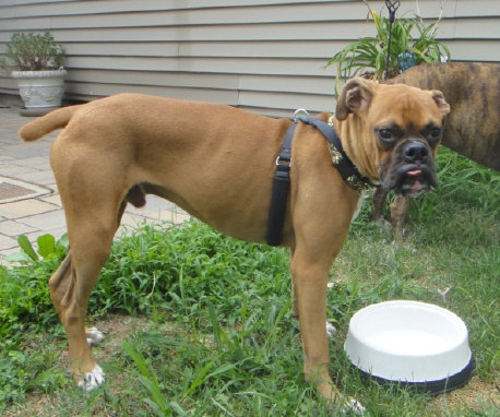 theboxerrescuehomepage110001.jpg