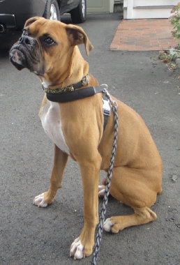 theboxerrescuehomepage110002.jpg