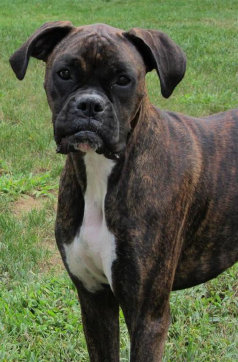 theboxerrescuehomepage111001.jpg