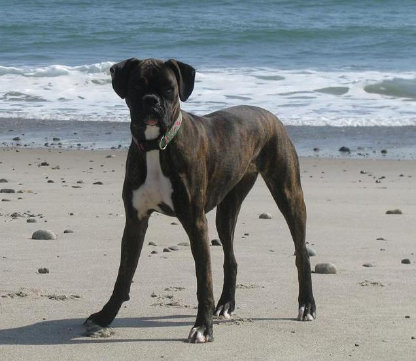 theboxerrescuehomepage111002.jpg