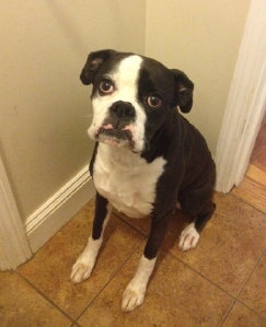 theboxerrescuehomepage140001.jpg