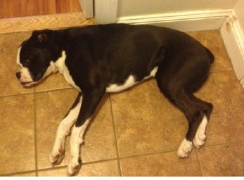 theboxerrescuehomepage140002.jpg