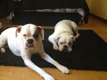 theboxerrescuehomepage144001.jpg