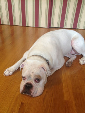 theboxerrescuehomepage144002.jpg