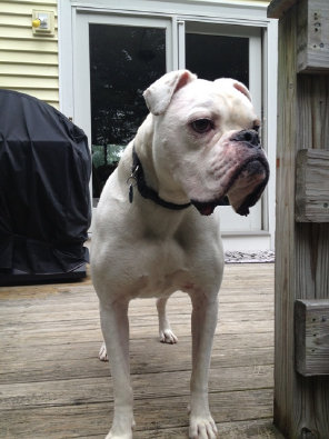 theboxerrescuehomepage144003.jpg