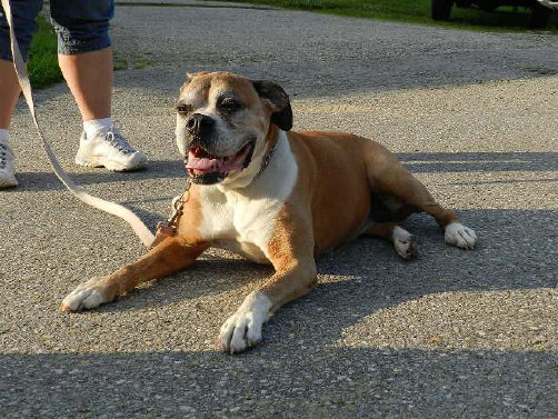 theboxerrescuehomepage145001.jpg