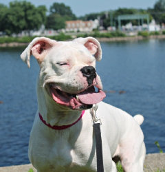 theboxerrescuehomepage149002.jpg