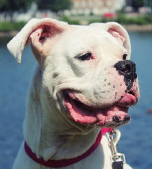 theboxerrescuehomepage149003.jpg