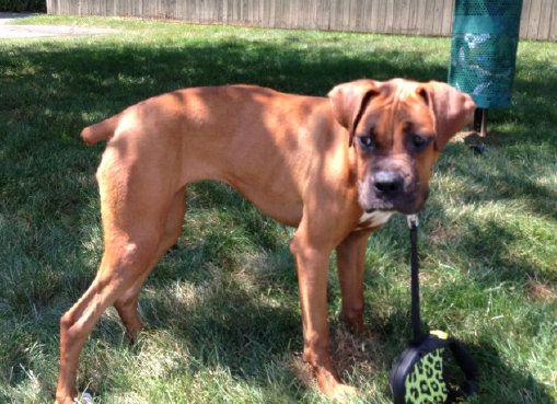 theboxerrescuehomepage150001.jpg