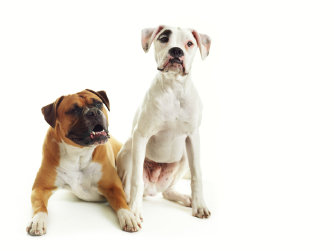 theboxerrescuehomepage150021.jpg