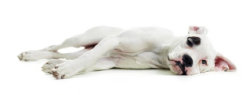theboxerrescuehomepage150023.jpg