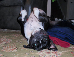 theboxerrescuehomepage152001.jpg
