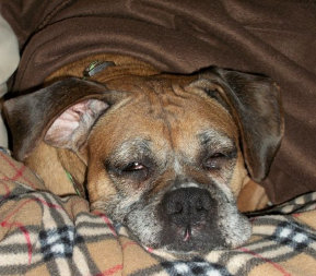 theboxerrescuehomepage200002.jpg